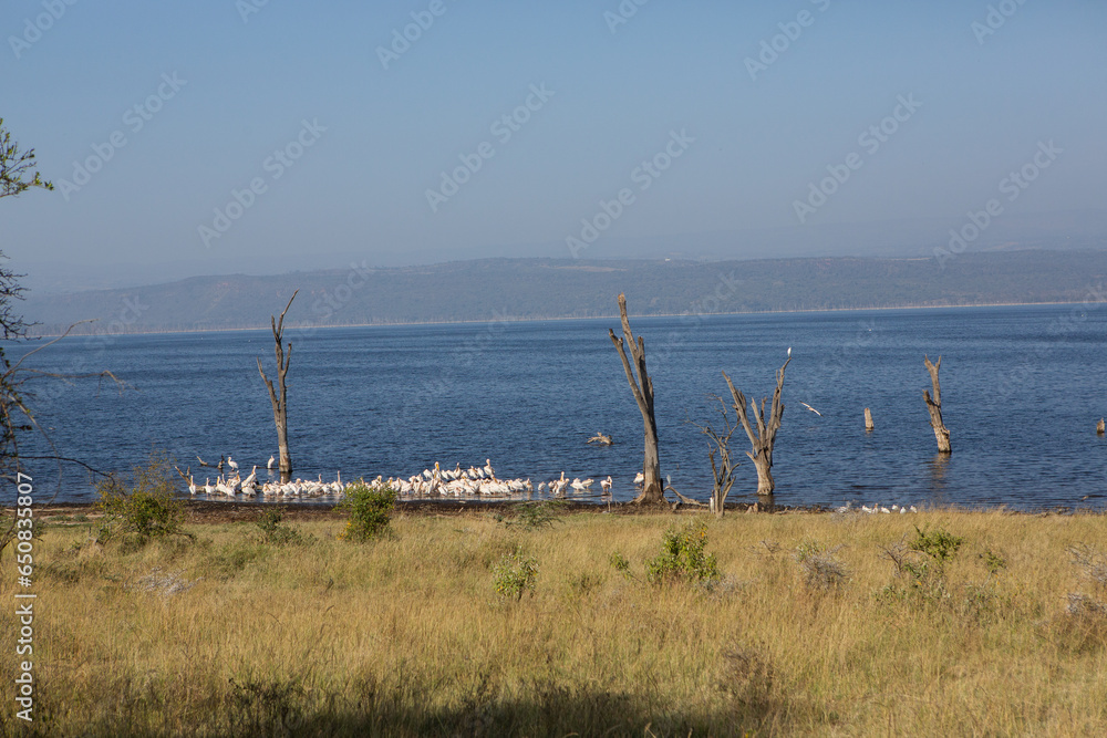 African landscape at Lake Nakuru. Beautiful nature in Kenya.