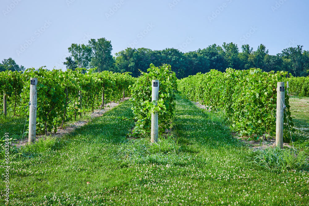 Obraz premium Rows of grapes in vineyard with poles and neat rows on summer day