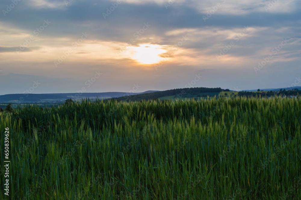 Unreifes Getreidefeld im Sonnenuntergang