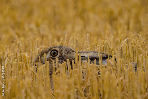 Tableau sur toile Feldhase geduckt