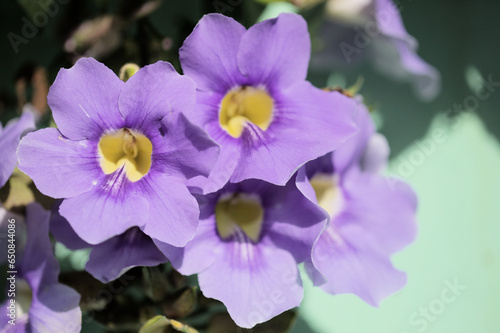 Flowers of Thunbergia grandiflora, blue skyflower, natural macro floral background photo