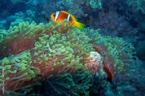 anemone fish on coral