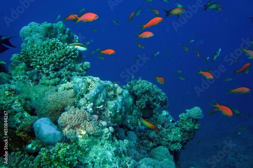 coral reef with fishes © likbatonboot