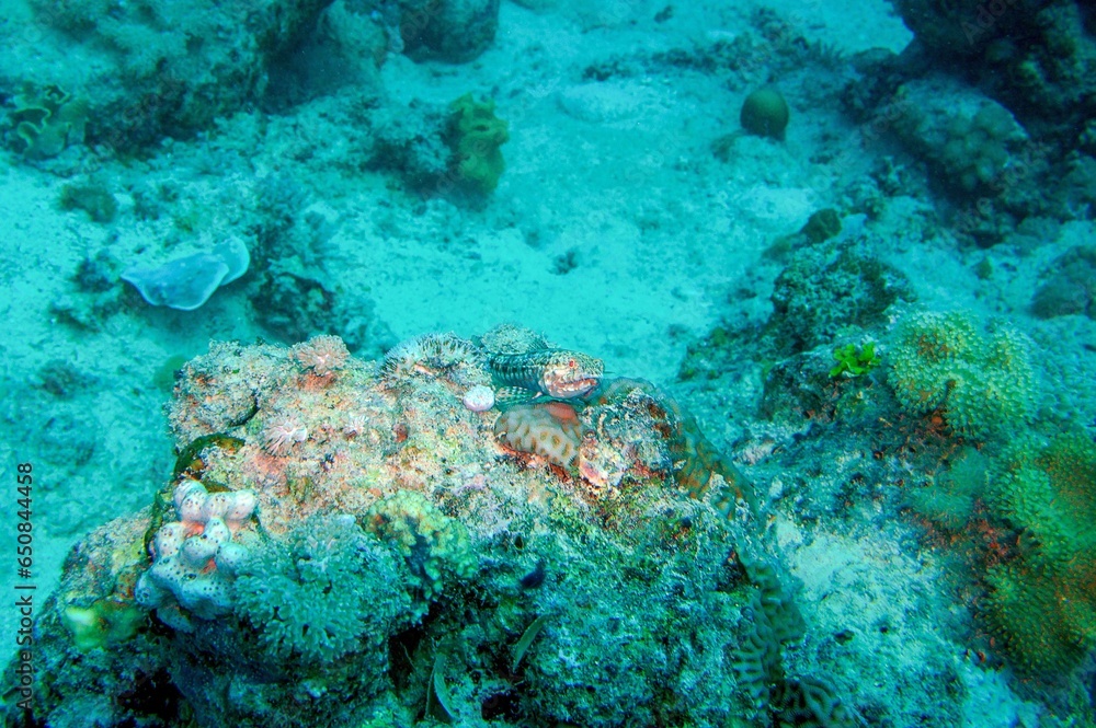 Fototapeta premium coral reef with lizard fish