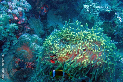 anemone coral reef in sea