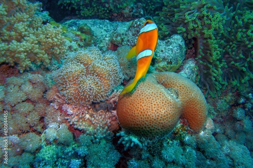 Fototapeta Naklejka Na Ścianę i Meble -  coral reef with fish in the sea