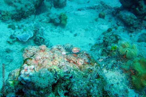 coral reef with lizard fish