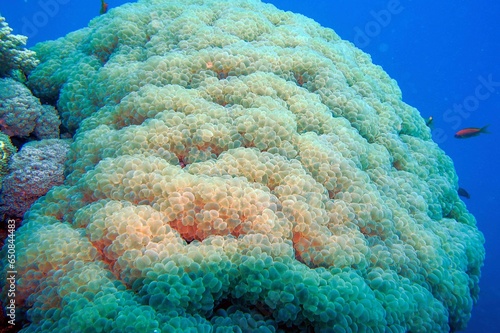 coral reef and bubble coral