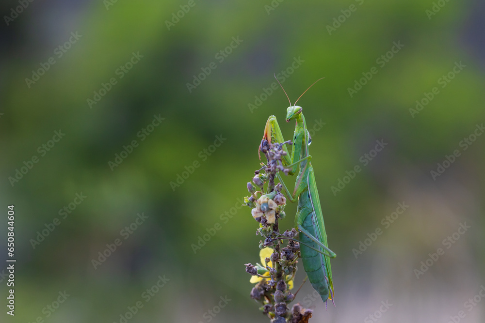 Mantis - Mantis religiosa green animal sitting on a blade of grass in a meadow Mantis - Mantis religiosa green animal sitting on a blade of grass in a meadow