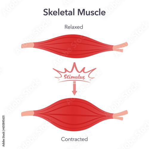 Skeletal muscle relaxation and contraction anatomy vector illustration graphic