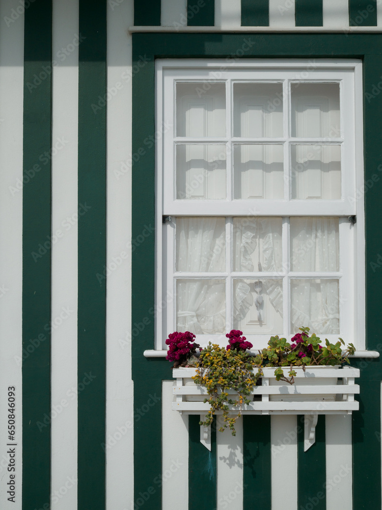 white window detail with white and green striped facade. curtains on the window and pretty pink flowers hanging in front. in Costa Nova do Prado, Aveiro, Portugal.