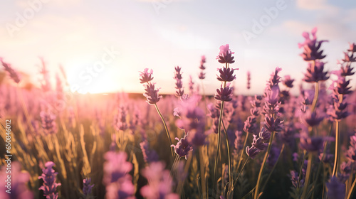 Enchanting Field of Lavender Under the Sun