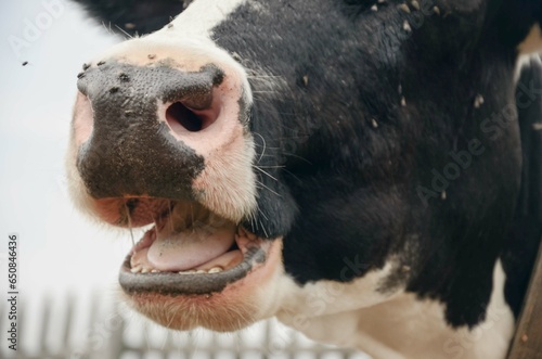 close-up of a cow's face, flies sitting on a cow's nose, a cow chewing gum. The idea of ​​caring for cattle. An unkempt cow.