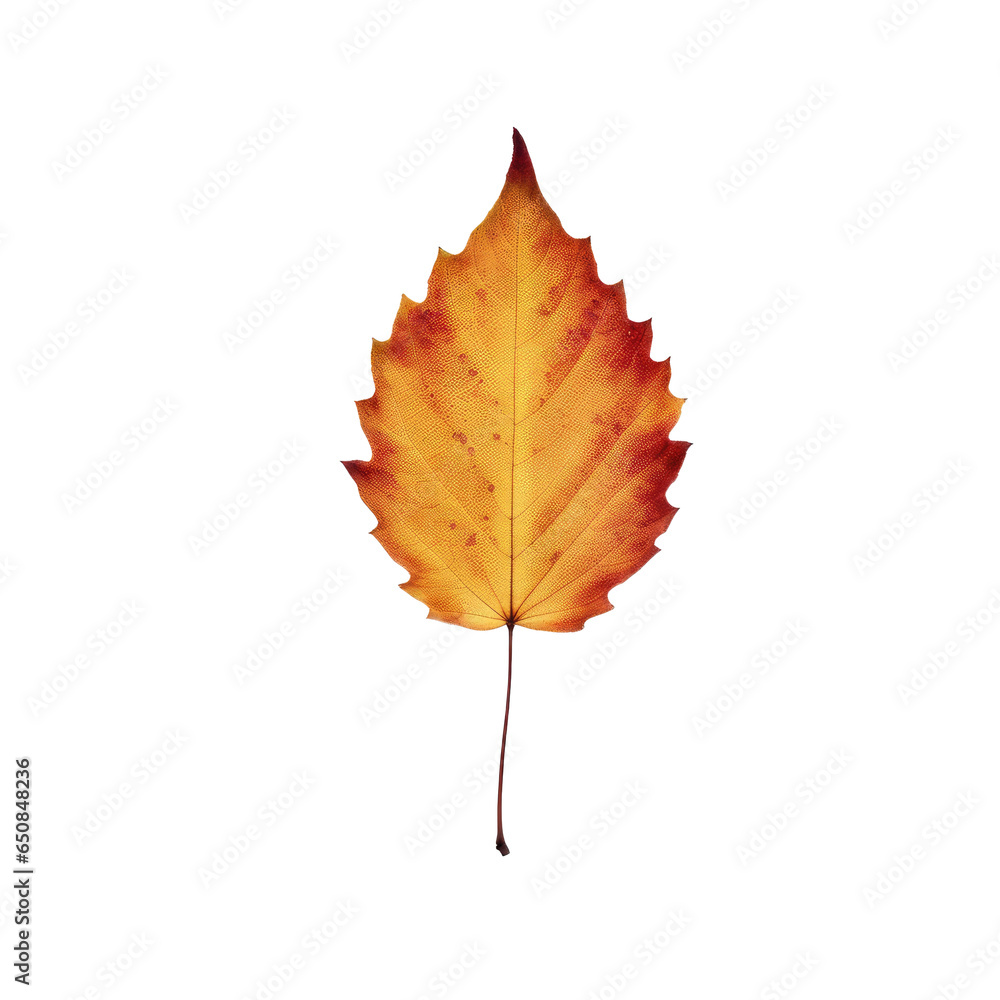 Fototapeta premium autumn leaf isolated on white background