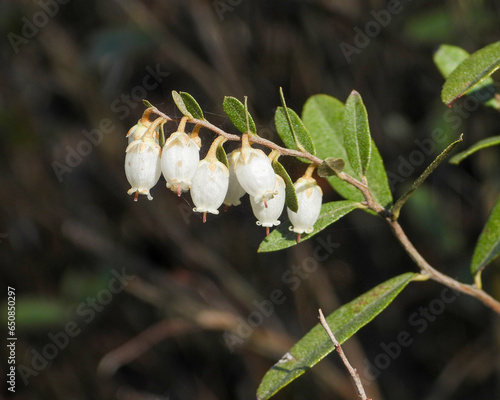 Chamaedaphne calyculata (Leather-leaf) Native North American Wetland Wildflower photo