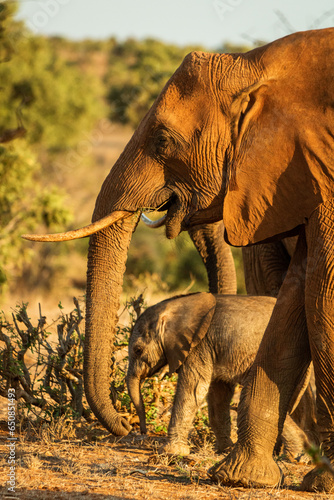Elefantenmutter mit Elefantenkind in Afrika