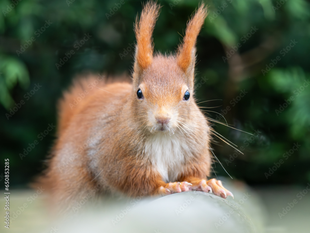 Fototapeta premium Close up of a Red Squirrel