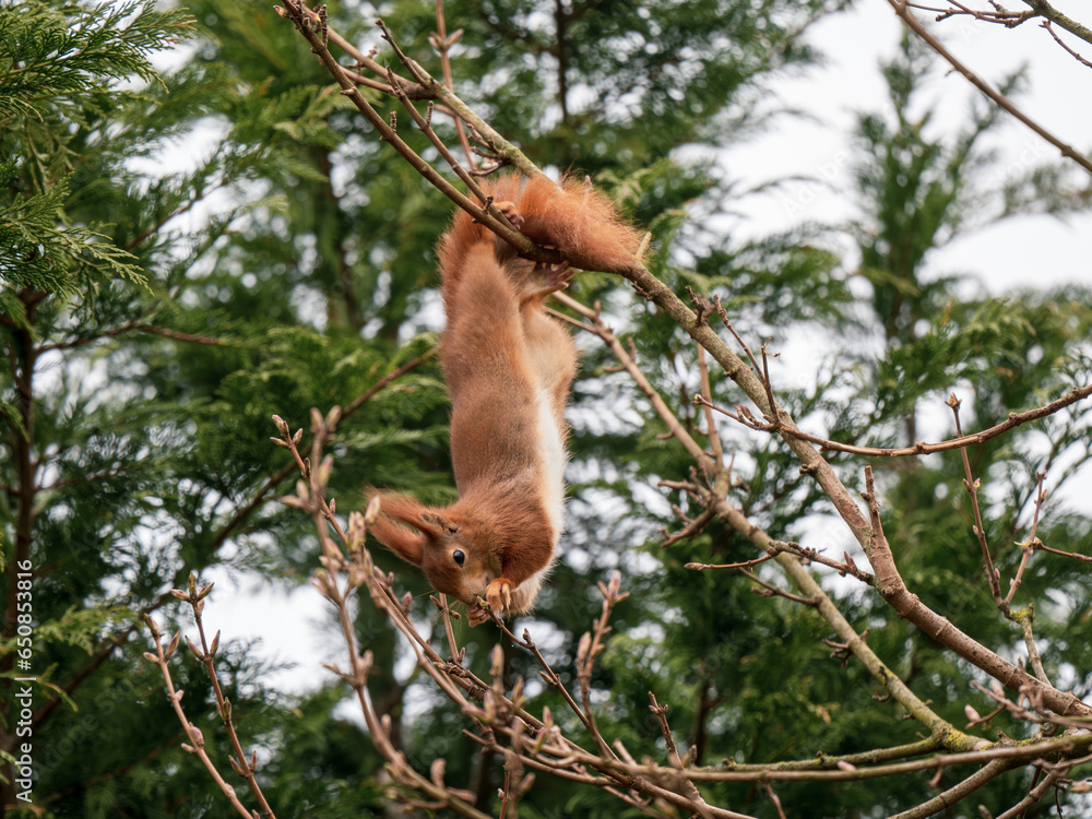 Obraz premium Red Squirrel feeding ina Tree