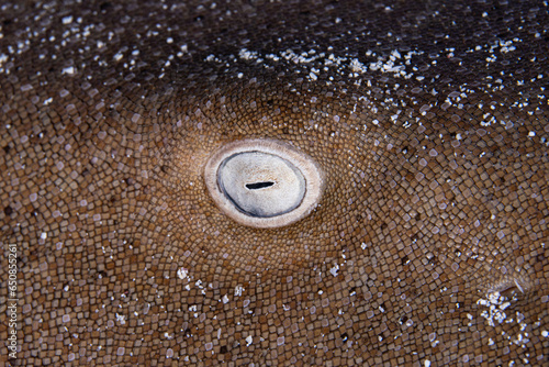 Bild auf Leinwand Close up of Nurse shark eye