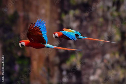 Red-and-green Macaw flying over a waterfall in Brazil.