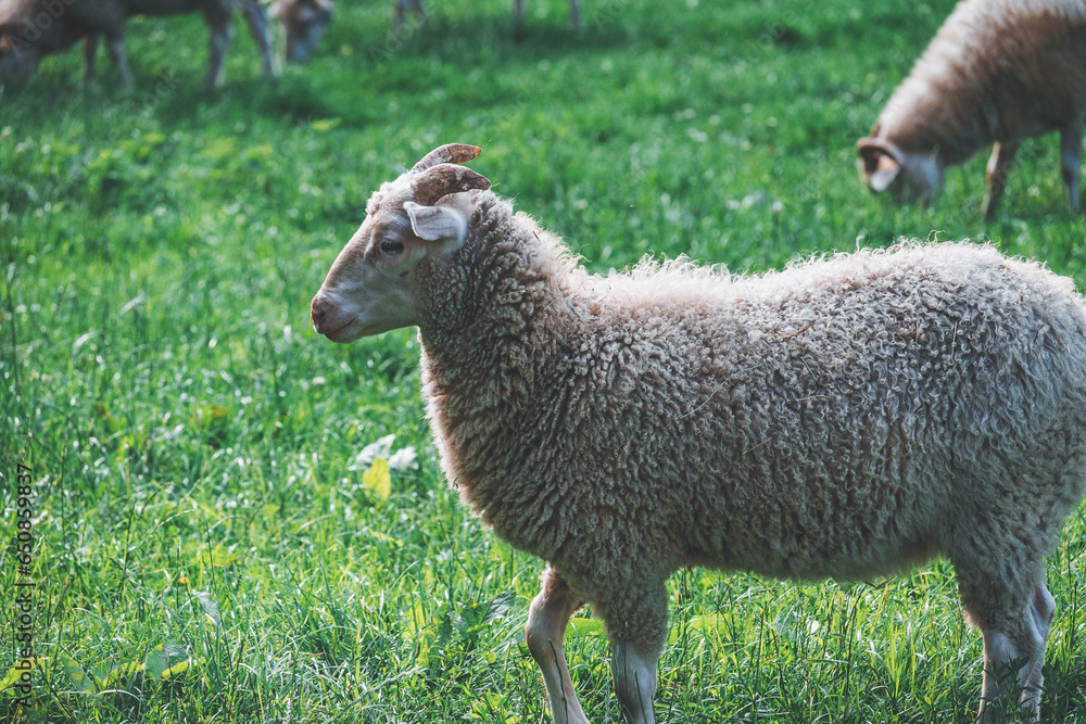 Naklejka premium Nahaufnahme eines Tiers auf einer Lichtung