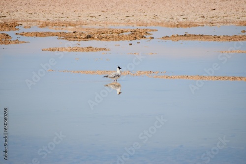 Laguna Chaxa photo