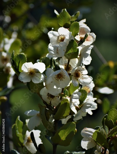 Flor del Ulmo photo