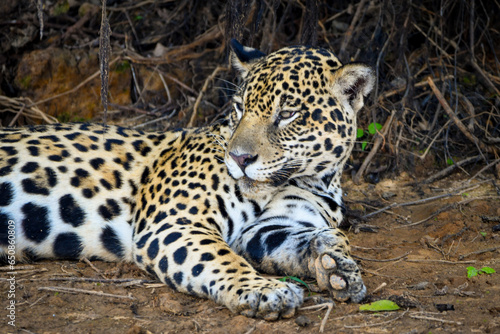 An sleepy jaguar at the river bank in Pantanal  Brazil.