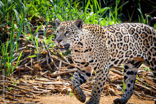 A jaguar scanning the river bank in pantanal  looking for preys 
