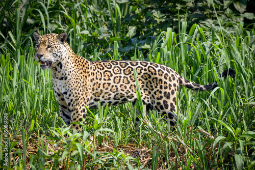 A jaguar scanning the river bank in pantanal (looking for preys)