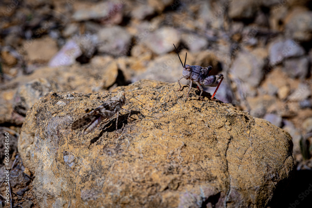Two bugs insects grasshoppers on a yellow rock looking at each other Two bugs insects grasshoppers on a yellow rock looking at each other