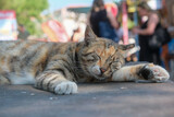 stray cat sleeping on the street in a crowded street