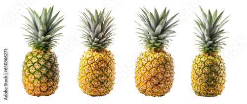 A collection of assorted whole pineapples on a white or transparent background. PNG. The pineapples are yellow and spiky, and the leaves are green and spiky. 