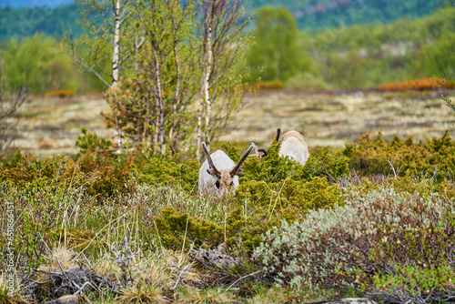 European Reindeer, Rangifer tarandus, also Caribou.