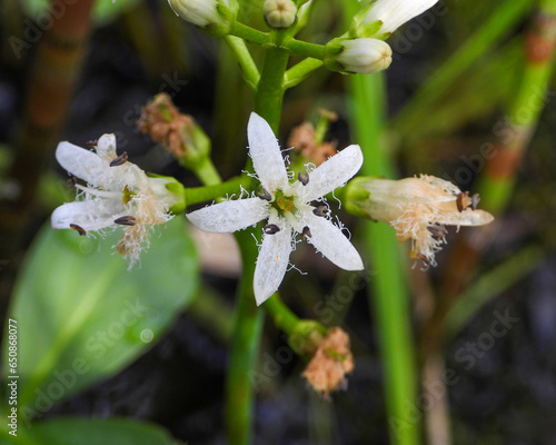 Menyanthes trifoliata (Buckbean) Native North American Wetland Wildflower photo