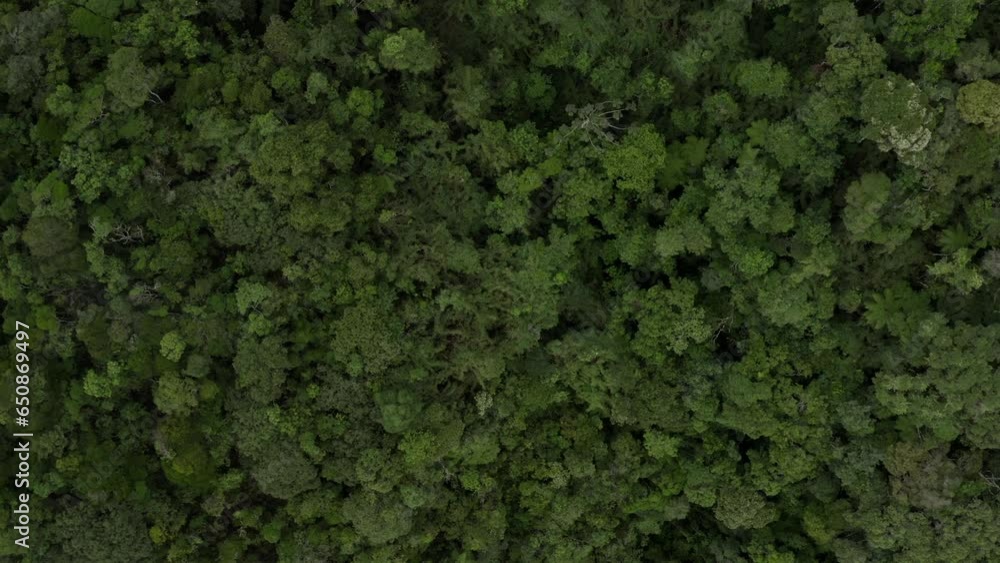 Overhead aerial view of tree crowns in Tres Picos State Park rainforest in Rio de Janeiro, Brazil