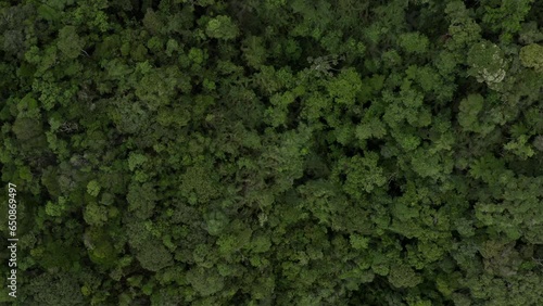 Overhead aerial view of tree crowns in Tres Picos State Park rainforest in Rio de Janeiro, Brazil photo