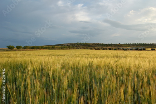 campo de cebada al atardecer con nubes © DolorsHUGA
