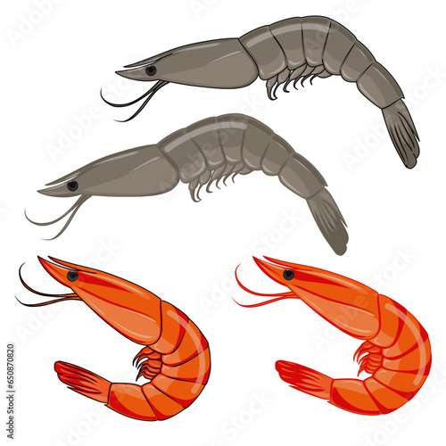 Raw and boiled shrimp prawn set with line art and no line art