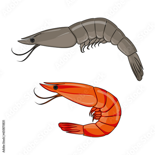 Raw shrimp and boiled prawn set. Isolated on white background