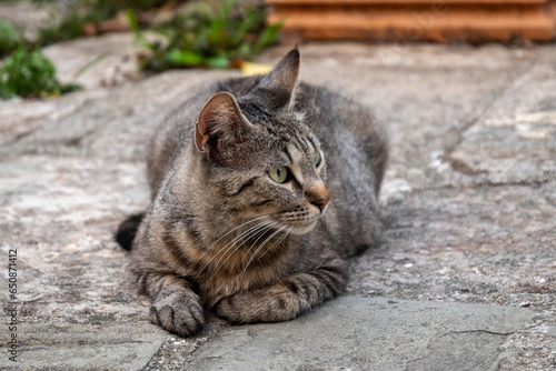 Portrait of a cute tabby cat lying on a stone pavement in summer, Tuscany, Italy