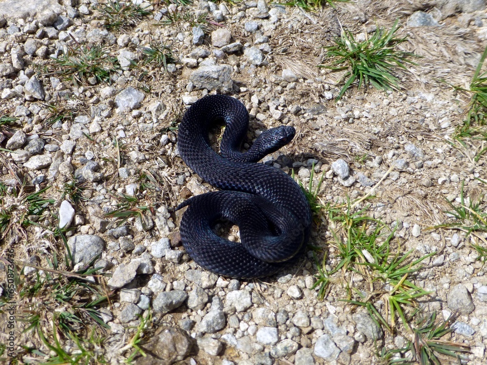 Venomous black Vipera berus, European adderley, European viper. (Viperidae family) In the mountains of Styria in Austria.
Venomous black Vipera berus, European adderley, European viper. (Viperidae family) In the mountains of Styria in Austria.