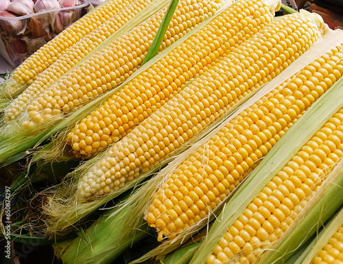 Ripe corn cobs, autumn harvest