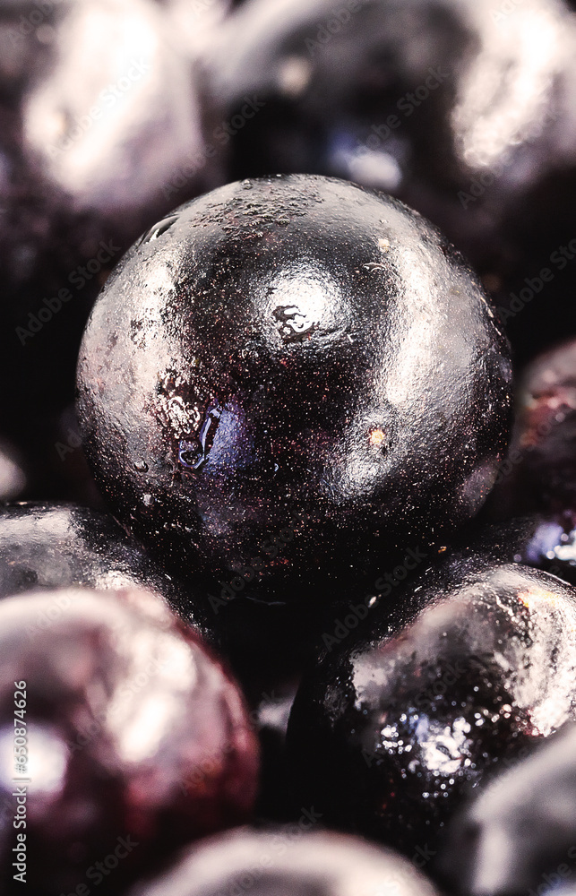 Obraz premium The jabuticaba or jabuticaba is a purplish black-white fruit, typical fruit of Brazil