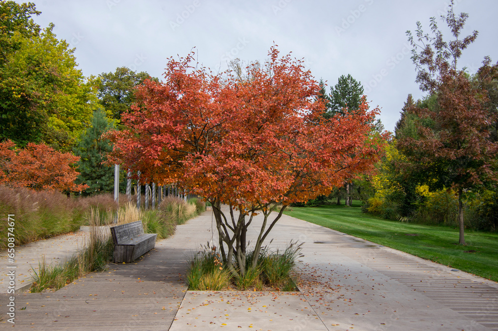 Amelanchier lamarckii shadbush colorful autumnal shrub branches full of beautiful red orange yellow leaves