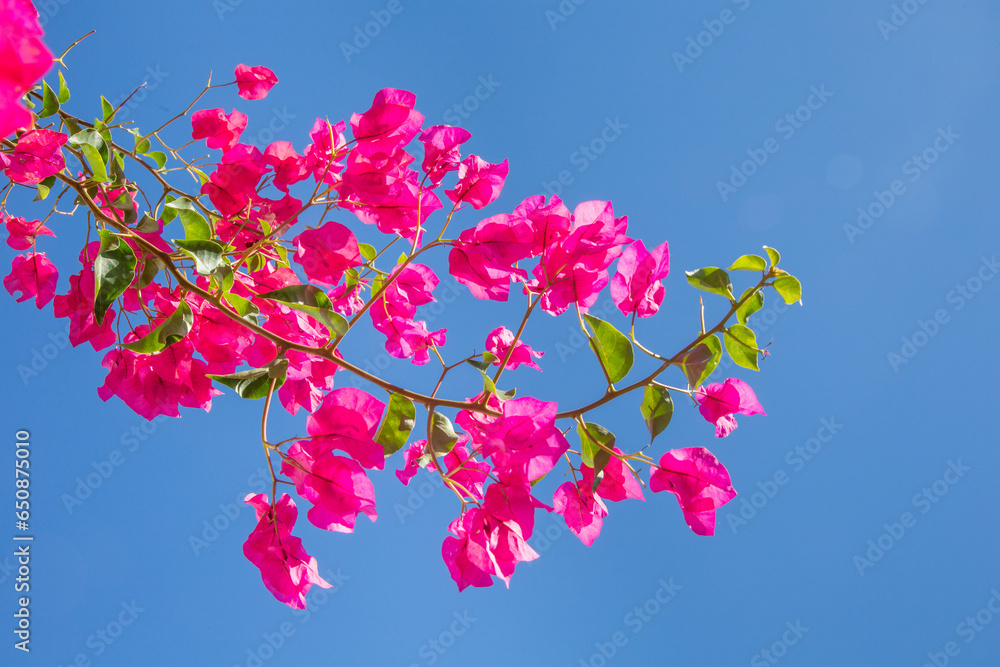 red Bougainvillea under clear blue sky as tropical summer symbol red Bougainvillea under clear blue sky as tropical summer symbol