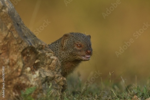 Wallpaper Mural Mongoose in its natural habitat Torontodigital.ca