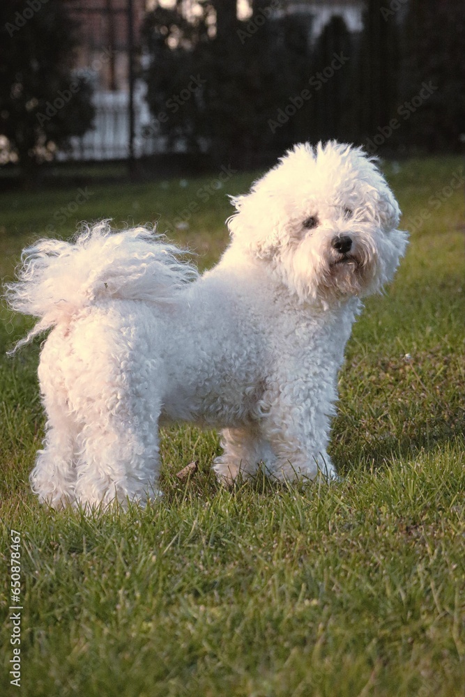 Cute Bichon Frise breed of dog stands in a lush, verdant meadow, gazing directly at the camera