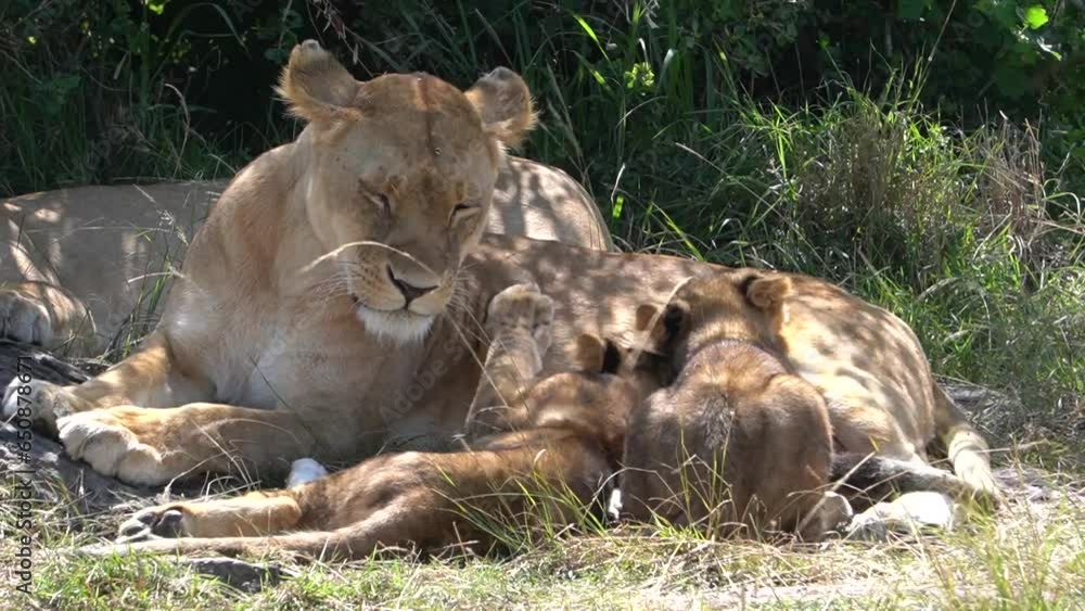 A lioness feeds her young juveniles while grawling. A lioness feeds her young juveniles while grawling.