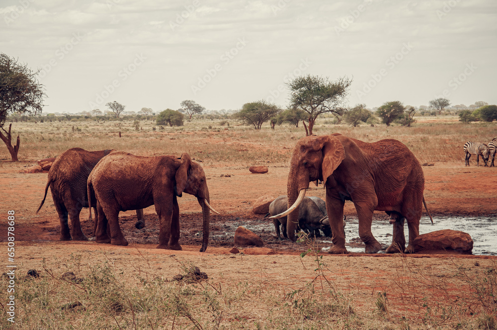 Fototapeta premium elephants in the savannah